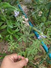 Lupinus bracteolaris