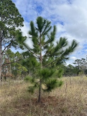 Pinus palustris