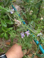 Lupinus bracteolaris