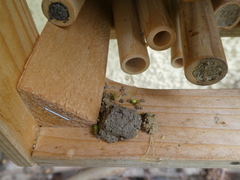 Araniella cucurbitina