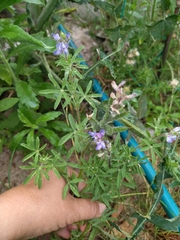 Lupinus bracteolaris