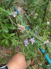 Lupinus bracteolaris