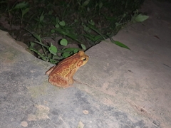 Rhinella crucifer