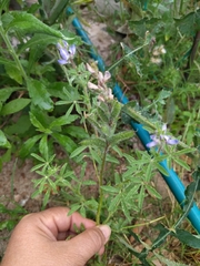 Lupinus bracteolaris