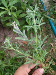 Lupinus bracteolaris
