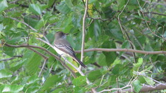 Myiarchus swainsoni