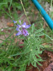 Lupinus bracteolaris
