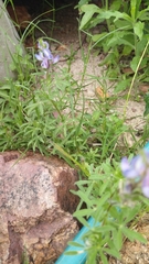 Lupinus bracteolaris