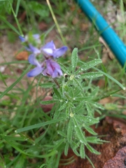 Lupinus bracteolaris