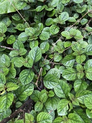 Plectranthus ciliatus