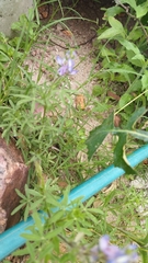 Lupinus bracteolaris