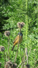 Cyanoloxia glaucocaerulea