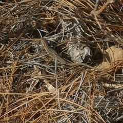 Gallotia galloti