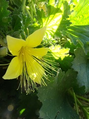 Eucnide bartonioides