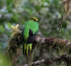 Pharomachrus auriceps