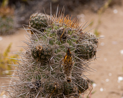 Trichocereus nigripilis