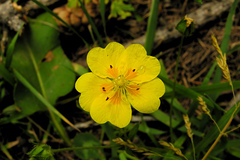 Potentilla aurea