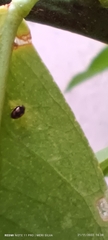 Hyperaspis festiva