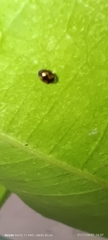 Hyperaspis festiva