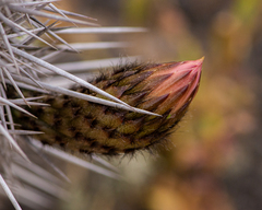 Trichocereus nigripilis