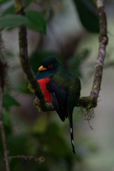Trogon personatus