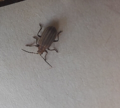 Neolochmaea dilatipennis