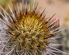 Trichocereus nigripilis