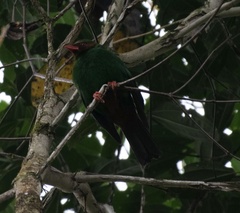 Chlorornis riefferii