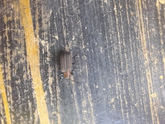 Neolochmaea dilatipennis