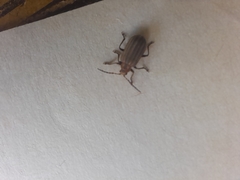 Neolochmaea dilatipennis