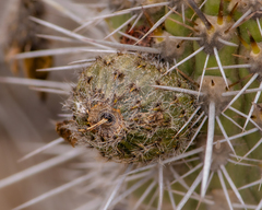 Trichocereus nigripilis