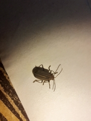 Neolochmaea dilatipennis