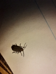 Neolochmaea dilatipennis