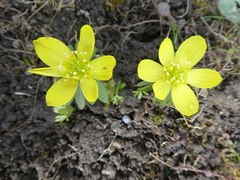 Eranthis hyemalis