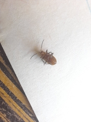 Neolochmaea dilatipennis