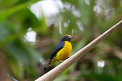 Euphonia xanthogaster