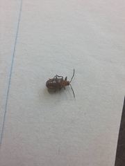 Neolochmaea dilatipennis