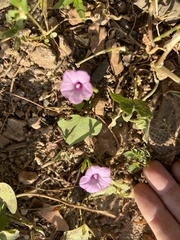 Ipomoea asarifolia