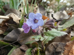 Pulmonaria