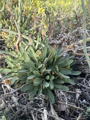 Limonium ramosissimum