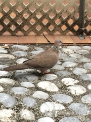 Streptopelia chinensis