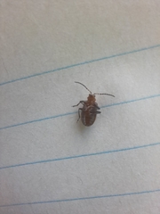 Neolochmaea dilatipennis