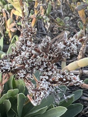 Limonium ramosissimum