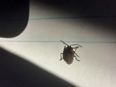 Neolochmaea dilatipennis