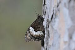 Hipparchia alcyone