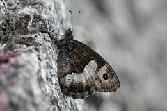 Hipparchia alcyone