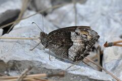 Hipparchia alcyone