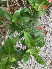 Conocarpus erectus