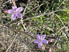 Stephanomeria virgata