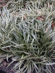 Ophiopogoneae